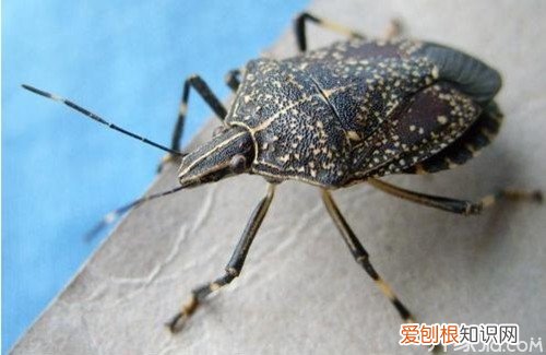 臭虫怎么消灭超简单！看完你就明白了！