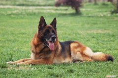 纯德牧多少钱一只 一只德牧多少钱