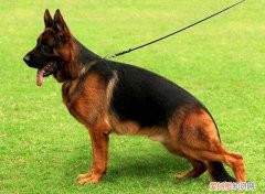 牧德犬多少钱一只 牧德犬多少钱