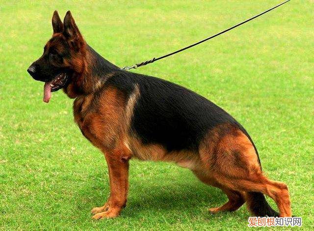 牧德犬多少钱一只 牧德犬多少钱