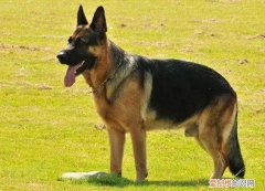 德牧价格多少钱 德牧价格多少钱一只