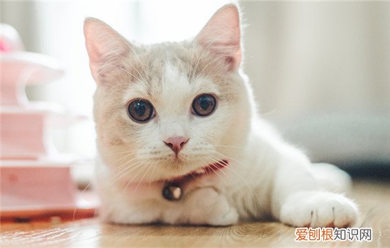 养猫要办理什么证 养猫办证