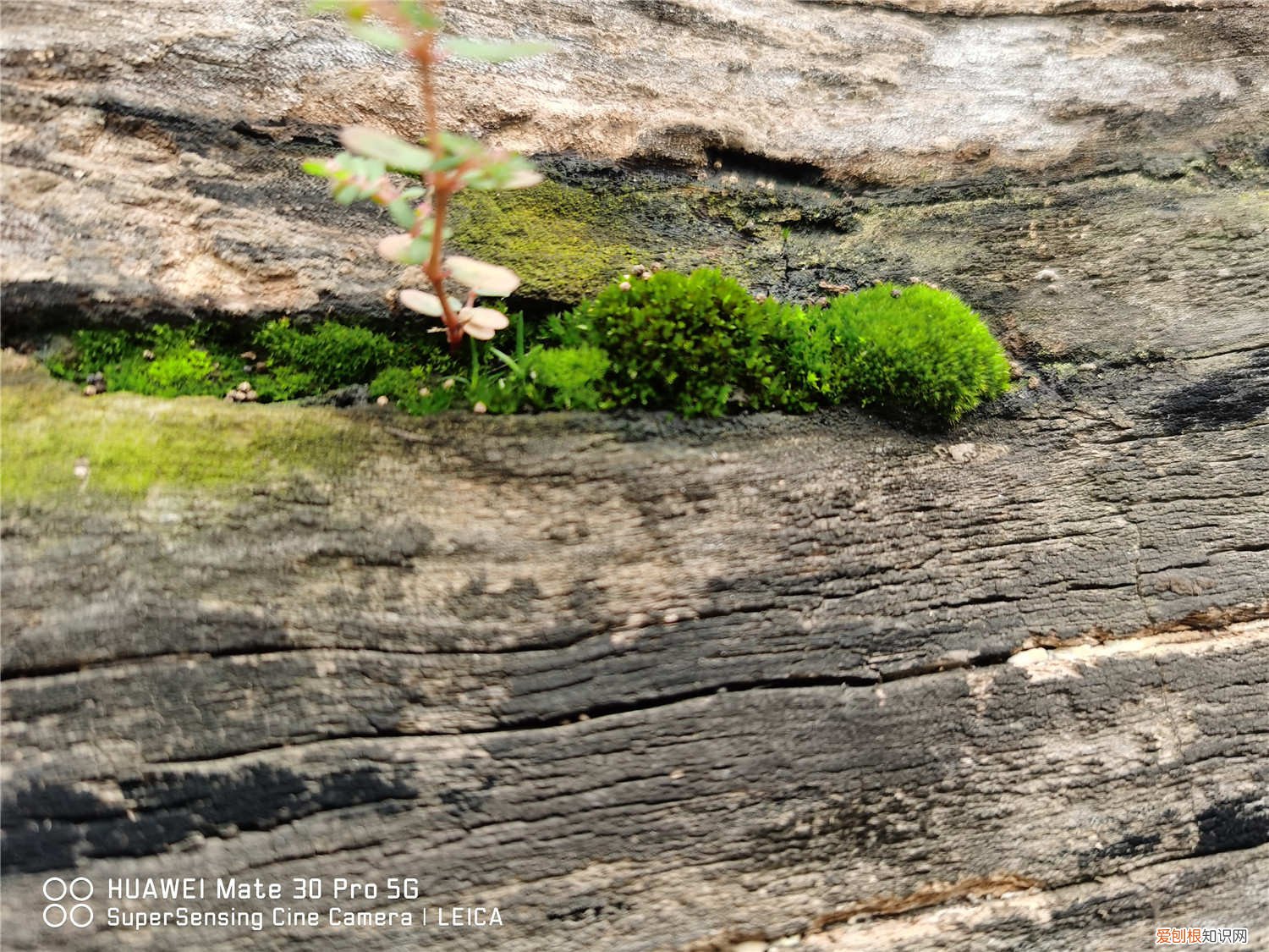 苔藓如何在家里繁殖 苔藓怎么繁殖,怎么在家里自制苔藓