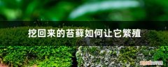苔藓如何在家里繁殖 苔藓怎么繁殖，怎么在家里自制苔藓