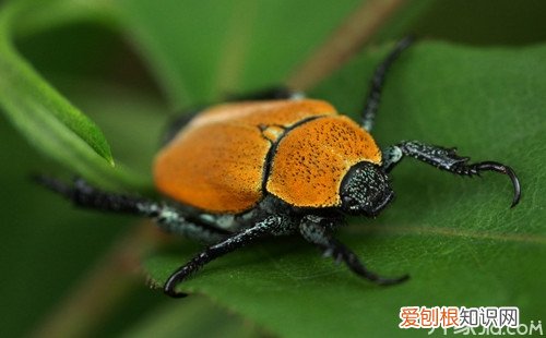 分析:家里为什么会有臭虫 家里有臭虫怎么办