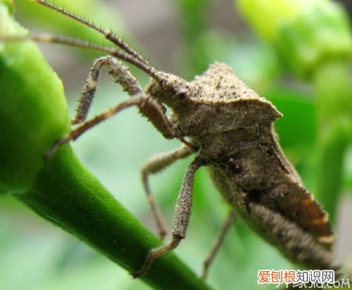 分析:家里为什么会有臭虫 家里有臭虫怎么办