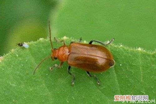 怎样杀死臭虫别着急! 小编来支招!