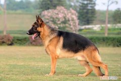 德牧狗多少钱 德牧大概多少钱