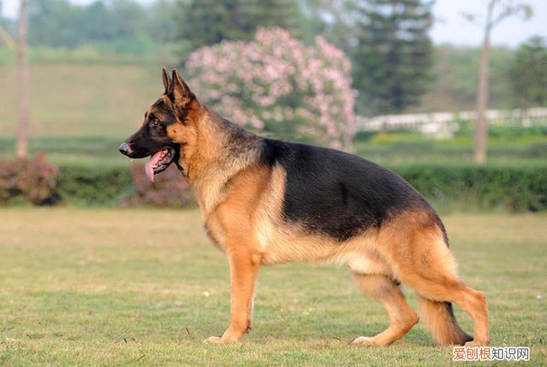 德牧狗多少钱 德牧大概多少钱