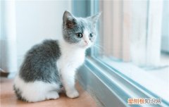 猫咪口炎怎么治是否传染 猫咪口炎怎么治
