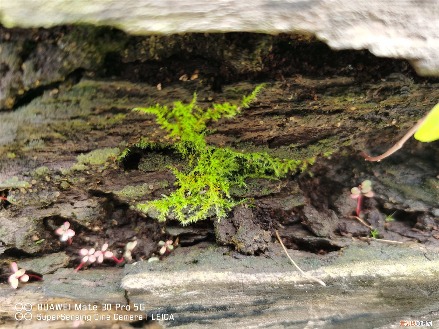 苔藓怎么种活 挖来的苔藓怎么养?这样成活率最高!