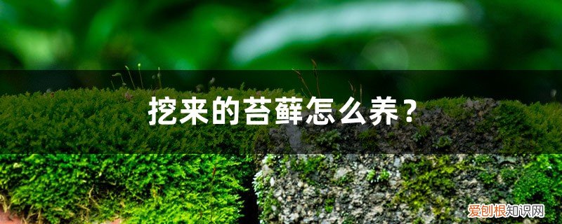 苔藓怎么种活 挖来的苔藓怎么养?这样成活率最高!