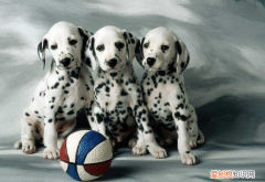 一只大麦町幼犬多少钱 大麦町幼犬多少钱一只