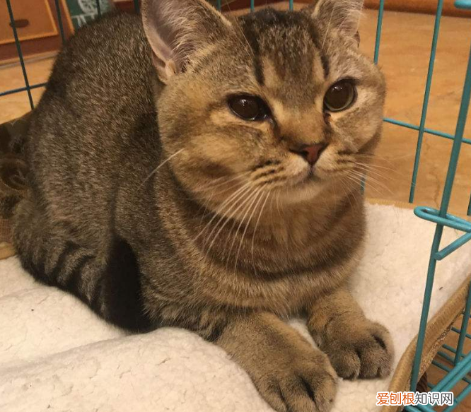 英国短毛猫有几种颜色 英国短毛猫品种图解