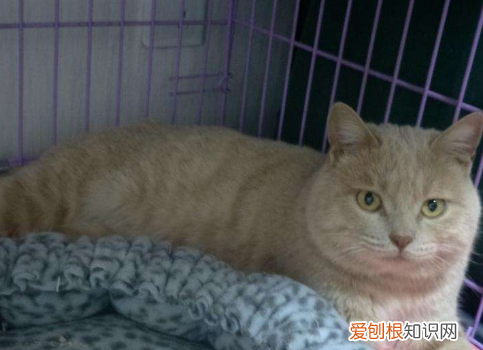 英国短毛猫有几种颜色 英国短毛猫品种图解