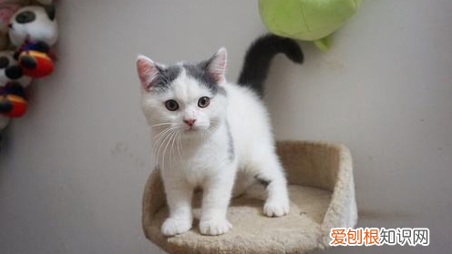 英国短毛猫有几种颜色 英国短毛猫品种图解