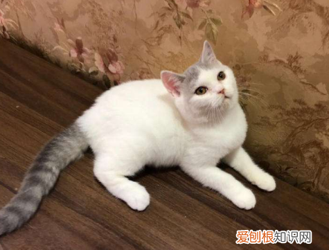 英国短毛猫有几种颜色 英国短毛猫品种图解