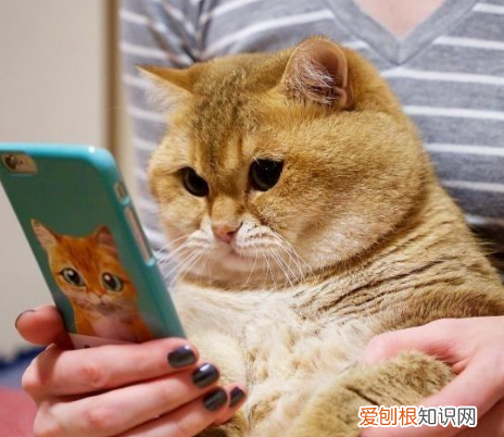 英国短毛猫有几种颜色 英国短毛猫品种图解