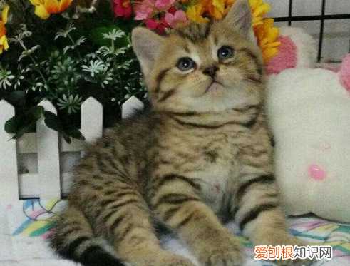 英国短毛猫有几种颜色 英国短毛猫品种图解