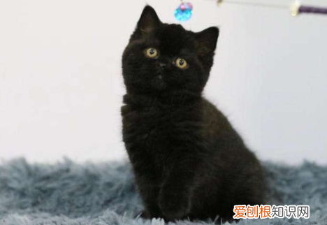英国短毛猫有几种颜色 英国短毛猫品种图解