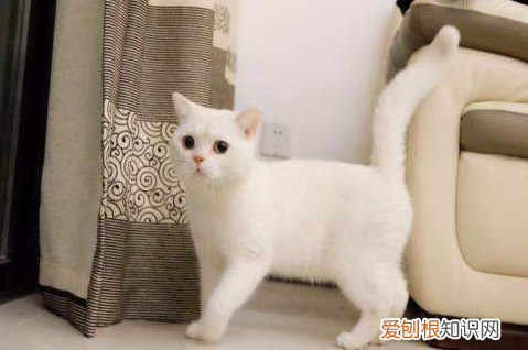 英国短毛猫有几种颜色 英国短毛猫品种图解