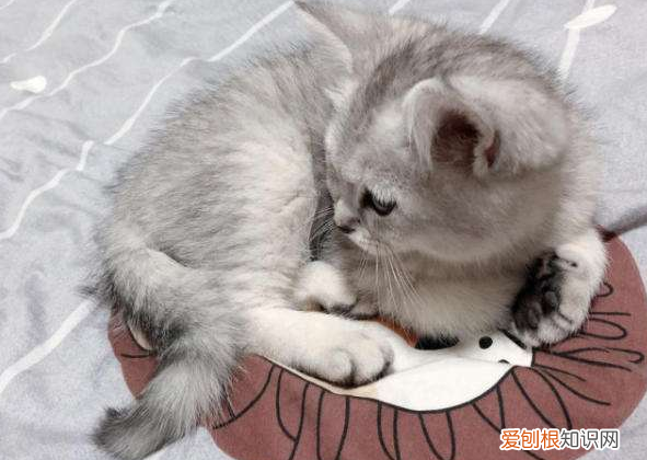 英国短毛猫有几种颜色 英国短毛猫品种图解