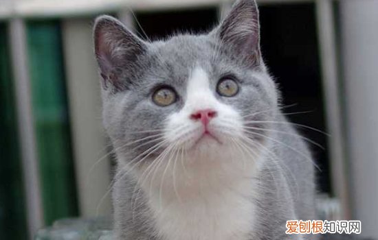 英短猫的优缺点 爱它,就要爱它的一切哦!
