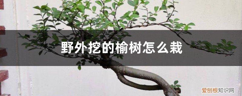 怎样栽榆树能成活 野外挖的榆树怎么栽，怎么样成活率高