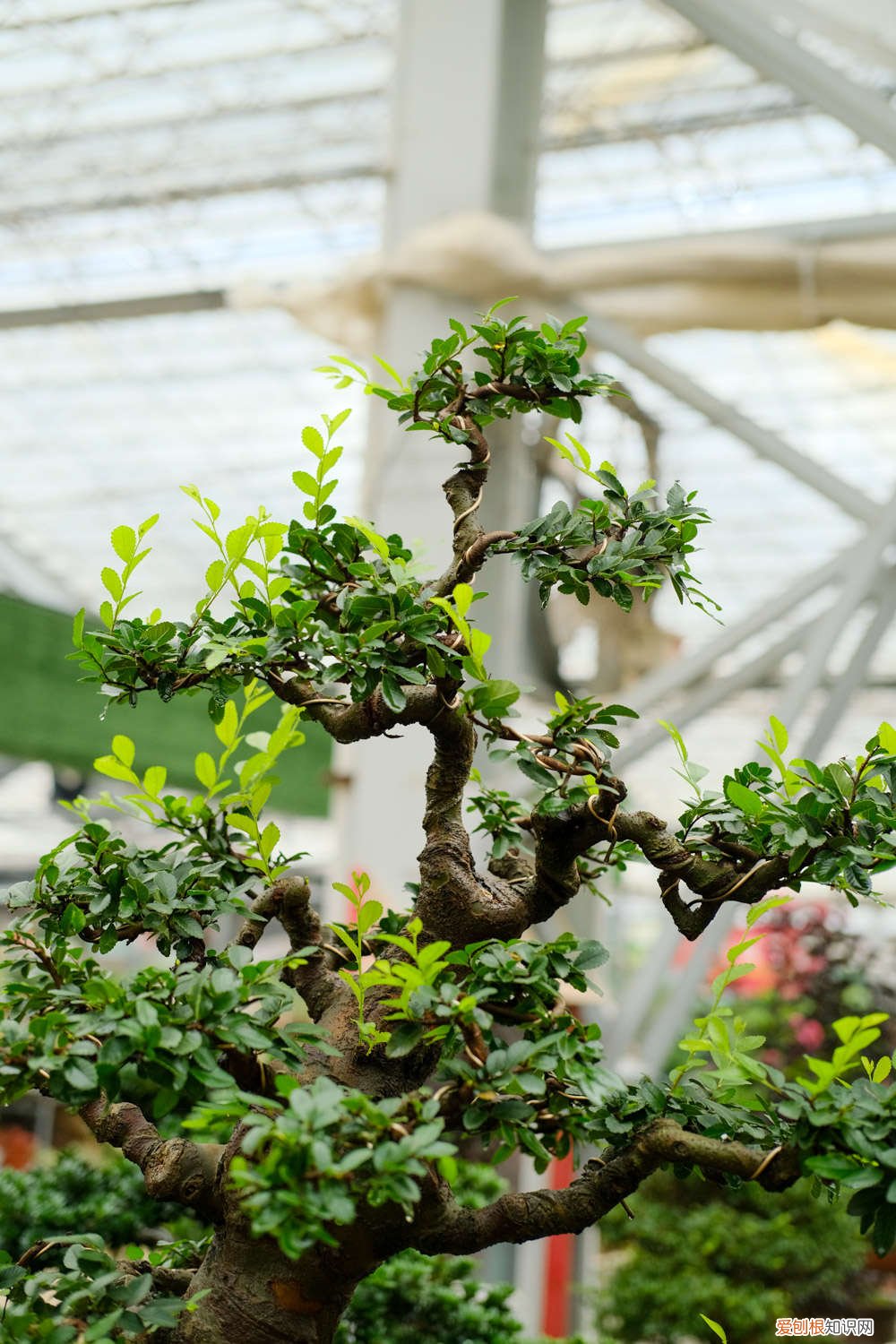 怎样栽榆树能成活 野外挖的榆树怎么栽，怎么样成活率高