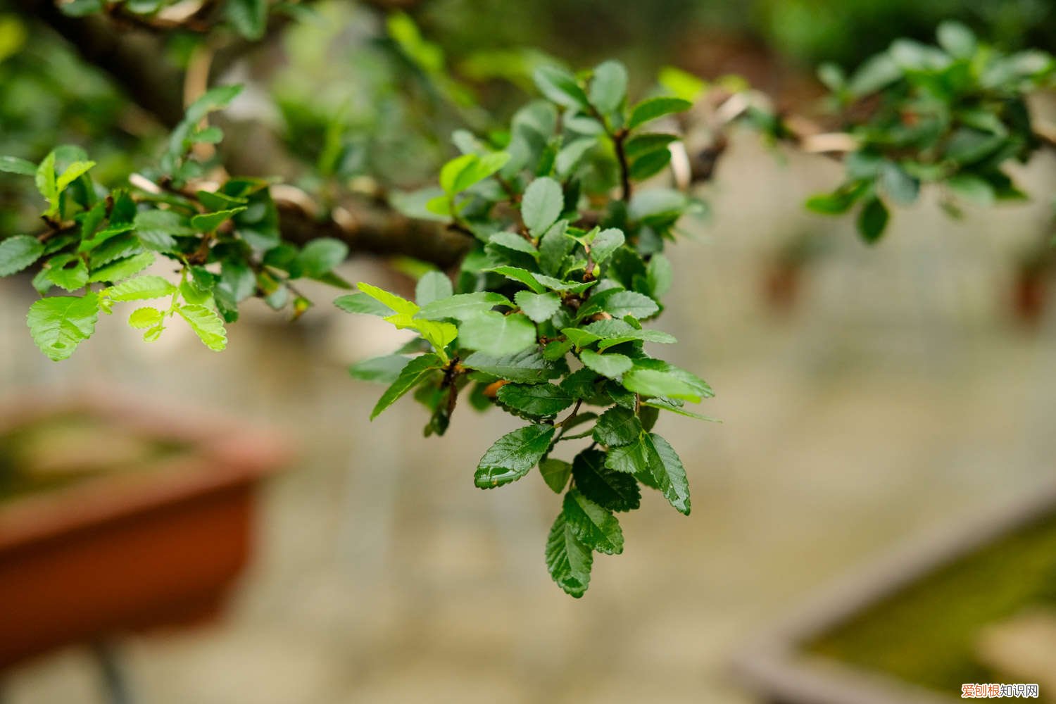 怎样栽榆树能成活 野外挖的榆树怎么栽，怎么样成活率高