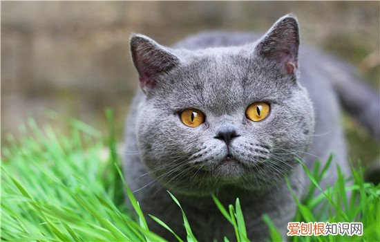 英国短毛猫缺点 这三个缺点，最后一个你得当心！