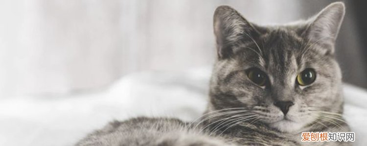 猫是通过什么辨认主人 主要并不是看脸！