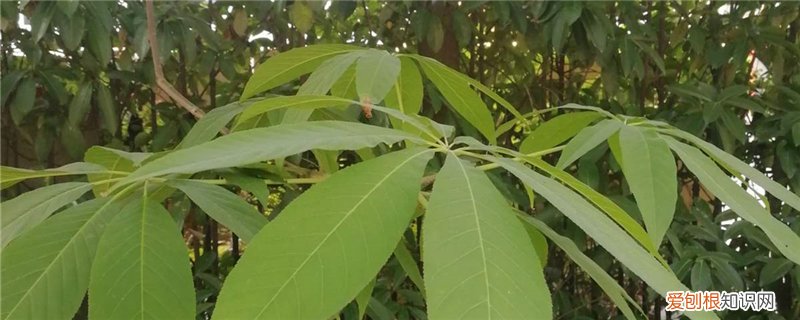 七叶树如何施肥长得快 如何让七叶树生长快，施什么肥生长快