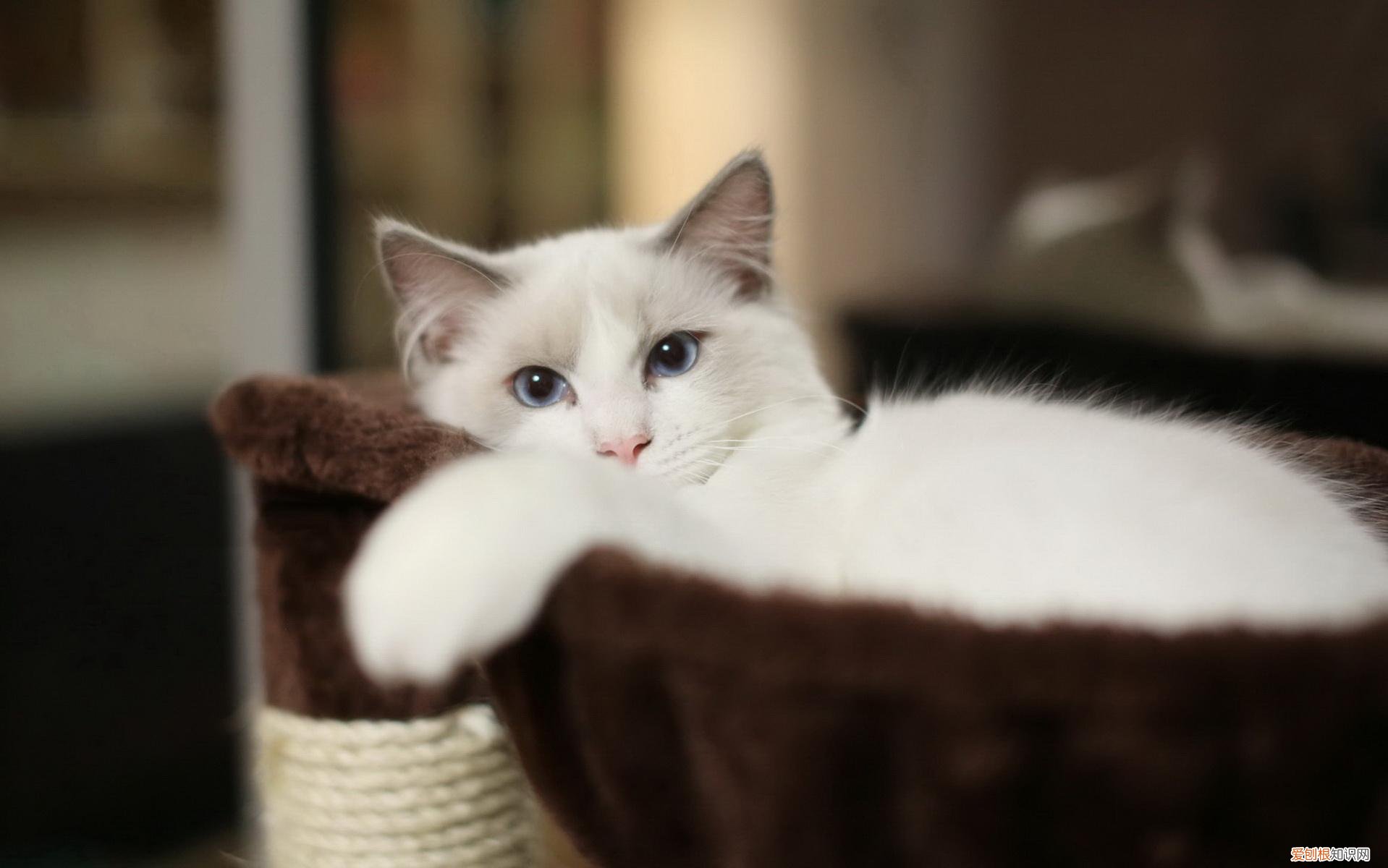 猫咪喝牛奶会死吗 猫咪喝牛奶