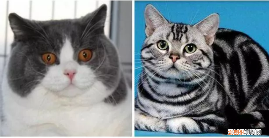 英短与美短的区别 这三点你还分不出来吗？