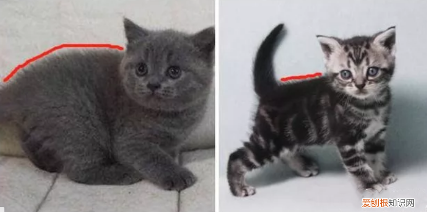 英短与美短的区别 这三点你还分不出来吗？