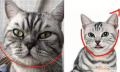 英短与美短的区别 这三点你还分不出来吗？