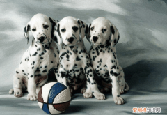 大麦町犬多少钱一只 大麦町犬多少钱