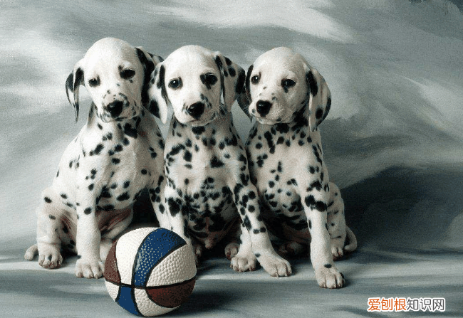 大麦町犬多少钱一只 大麦町犬多少钱