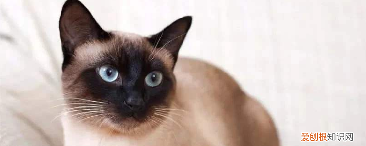 暹罗猫认识主人吗 你发出的声音就是猫咪判断的重要条件!
