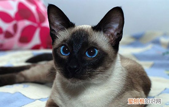 暹罗猫掉毛严重吗 暹罗猫掉毛严重