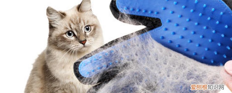 英国短毛猫掉毛吗 注意辨别这些不正常的掉毛