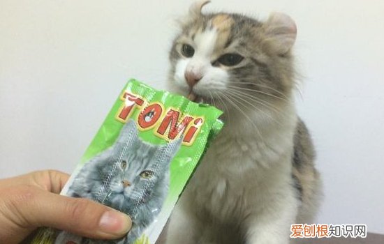 英国短毛猫聪明吗 答案需要你自己来判断