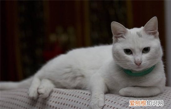 英国短毛猫聪明吗 答案需要你自己来判断