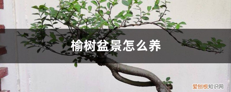 小叶榆树盆景黄叶怎么办 榆树盆景怎么养造型，黄叶怎么办