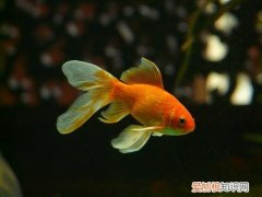 金鱼快要死了有什么办法可以补救呢 金鱼快死了