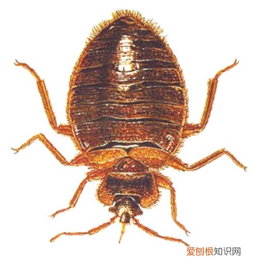 专业人士教您：宿舍有臭虫怎么办需要的赶紧收藏！