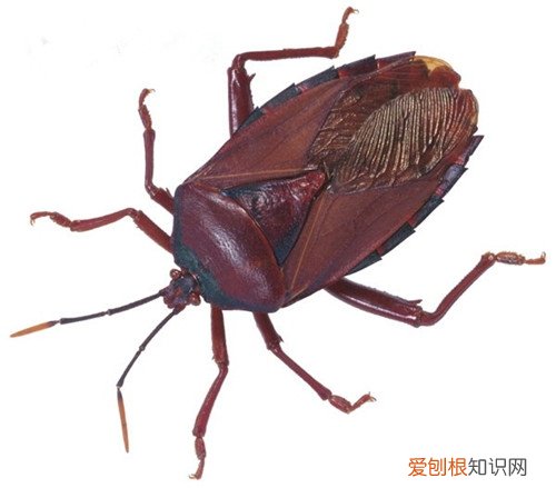 专业人士教您：宿舍有臭虫怎么办需要的赶紧收藏！