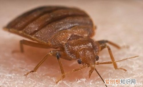 【家居生活必备】臭虫怕什么别怪我没告诉你！