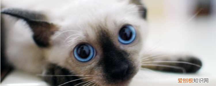 暹罗猫是长毛猫还是短毛猫 是短毛猫!